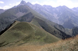 Callistus - Einfluss von Beweidung auf alpine Grünlandlebensräume